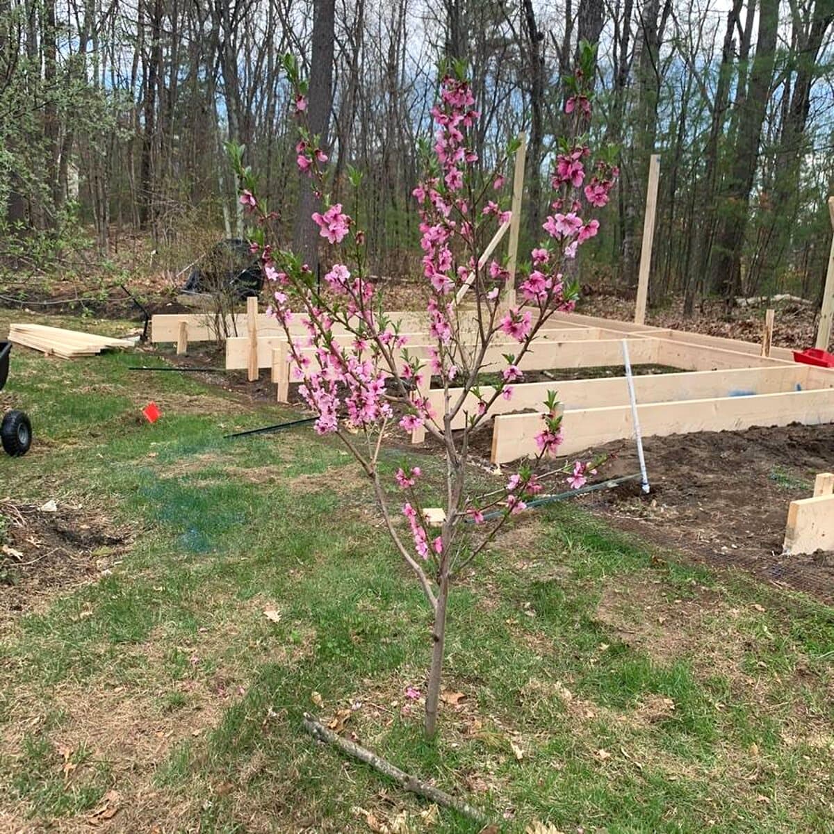 Timber garden beds under construction beside a flowering tree
